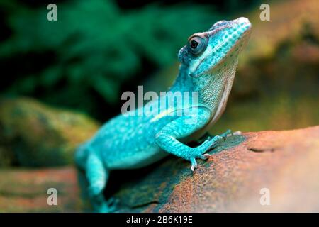 Lizard funnyclose up macro bright animal portrait photo Stock Photo
