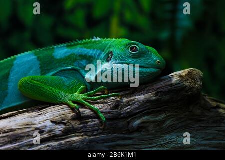Lizard funnyclose up macro bright animal portrait photo Stock Photo