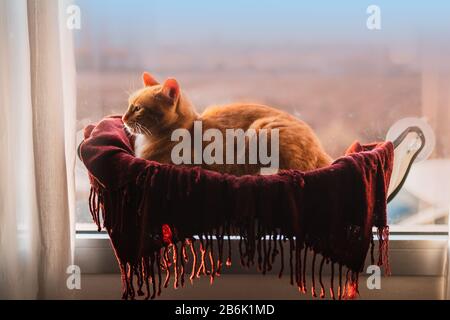 portrait of tabby cat lying in a hammock stuck on the window lit by the light coming through the window Stock Photo