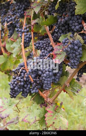 Weintrauben an der Rebe, Rheinland-Pfalz, Germany Stock Photo