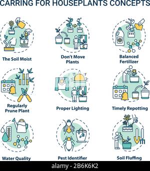 Houseplants caring concept icons set. Balanced fertilizer. Proper lighting. Timely repotting. Home gardening idea thin line RGB color illustrations Stock Vector