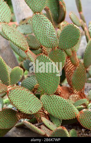 The spiny pads of a Prickly Pear. Stock Photo