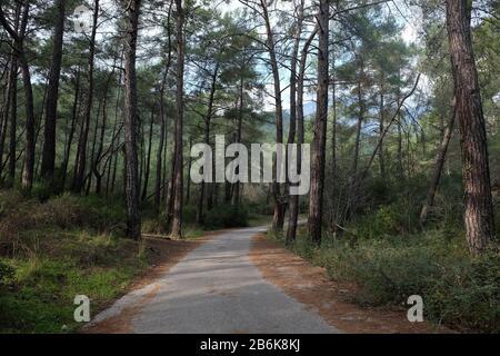 Foothills walking route between mountain pines and stones goes far to the green coniferous forest on summer day front view horizontal Stock Photo