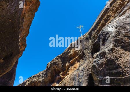 Looking up the steep rock walls from inside Cobbold Gorge, in Western Queensland, at a single tree clings to life on the cliff precipice. Stock Photo