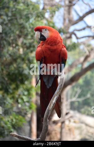 Sharp hooked beak on a scarlet macaw bird. Stock Photo