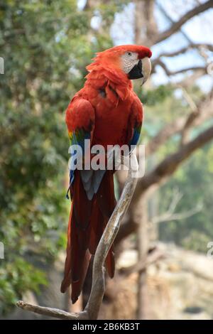 Very pointy sharp hooked beak on a scarlet macaw bird. Stock Photo