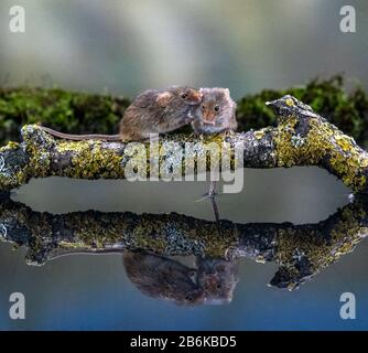 Harvest Mice (Micromys minutus) in a reflection pool Stock Photo