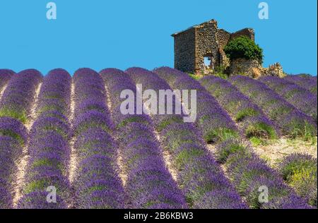 PLATEAU VALENSOLE, FRANCE – 09 JULY 2019: Ruins of an old rustic stone house on a lavender field. 09 July, 2019, France. Plateau Valensole. Stock Photo