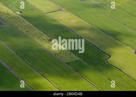 cows and sheep on fields and irrigation ditches at Naarden in North Holland, 09.05.2013, aerial view, Netherlands, Northern Netherlands, Naarden Stock Photo