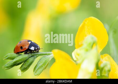seven-spot ladybird, sevenspot ladybird, 7-spot ladybird (Coccinella septempunctata), sitting on a yellow blossom, side view, Germany, Bavaria Stock Photo