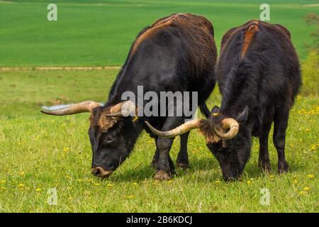 Heck cattle (Bos primigenius f. taurus), two Heck cattles grazing side by side, front view, Germany, Baden-Wuerttemberg, Sechta-Renaturierungsgebiet Stock Photo