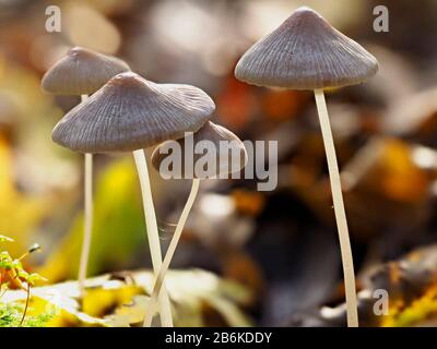 Grooved Bonnet Fungi, Mycena polygramma, Dering Woods, Kent UK, stacked image, group together on woodland floor, backlight Stock Photo