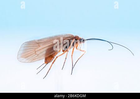 caddis flies (Trichoptera), caddis fly, close up view in front of blue background, Germany, Bavaria Stock Photo