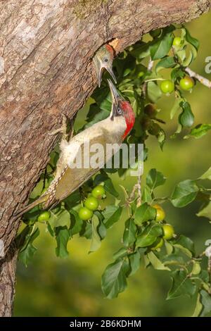green woodpecker (Picus viridis), female perches at a tree trunk and feeding a chick in a breeding cave, side view, Germany, Baden-Wuerttemberg Stock Photo