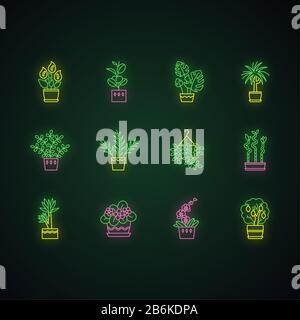 Houseplants neon light icons set. Indoor plants. Ficus, monstera, african violet, bamboo. Peace lily, pothos, parlor palm. Signs with outer glowing Stock Vector