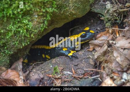 European fire salamander (Salamandra salamandra), scuttling out stones, side view, Germany, Baden-Wuerttemberg Stock Photo