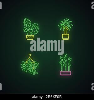 Domesticated plants neon light icons set. Houseplants. Ornamental indoor plants. Pothos, dracaena. Monstera, lucky bamboo. Signs with outer glowing Stock Vector