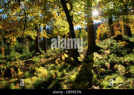 sylvan horsetail, wood horsetail, woodland horsetail (Equisetum sylvaticum), beech forest in autumn with sylvan horsetail, Germany, Bavaria, Ammergebirge