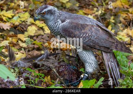 northern goshawk (Accipiter gentilis), perching on forest ground with a preyed pheasant, falconry, Germany, Bavaria, Niederbayern, Lower Bavaria Stock Photo