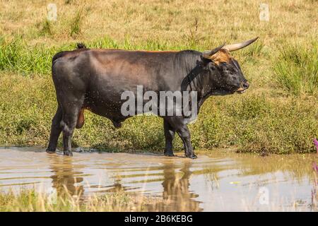 Heck cattle (Bos primigenius f. taurus), bull standing in shallow water surrounded by a swarm of flies, side view, Germany, Baden-Wuerttemberg Stock Photo