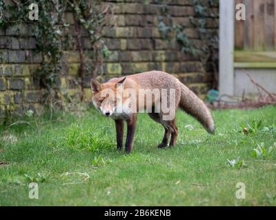 Fox, Vulpes vulpes, in garden, KENT UK Stock Photo