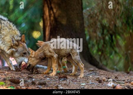 European gray wolf (Canis lupus lupus), Adult with cubs, Germany Stock Photo