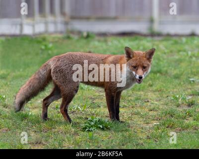 Fox, Vulpes vulpes, in garden, KENT UK Stock Photo