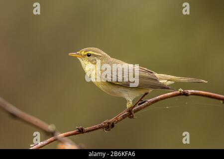 willow warbler (Phylloscopus trochilus), perching on a branch, side view, Germany, Bavaria Stock Photo