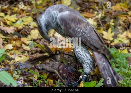 northern goshawk (Accipiter gentilis), plucking a preyed pheasant on forest ground, falconry, Germany, Bavaria, Niederbayern, Lower Bavaria Stock Photo