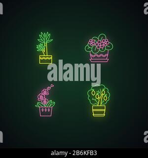 Decorative indoor plants neon light icons set. Houseplants. Domesticated plants. Orchid, yucca. Citrus tree, African violet. Signs with outer glowing Stock Vector