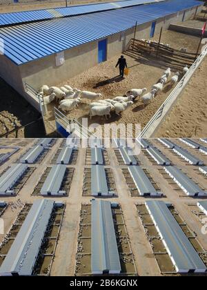 (200311) -- GULANG, March 11, 2020 (Xinhua) -- Combination photo shows Li Yingchuan feeding sheep in Fumin New Village, Huanghuatan ecological migration area, Gulang County, on March 10, 2020 (up) and an aerial view of a sheep breeding base in Huanghuatan ecological migration area, Gulang County, on March 5, 2020 (down), in northwest China's Gansu Province. Gulang County, located at the foot of Qilian Mountains, is a poverty-stricken area. Since 2013, the local government has moved dozens of administrative villages in the southern poor mountains to Huanghuatan ecological migration area through Stock Photo