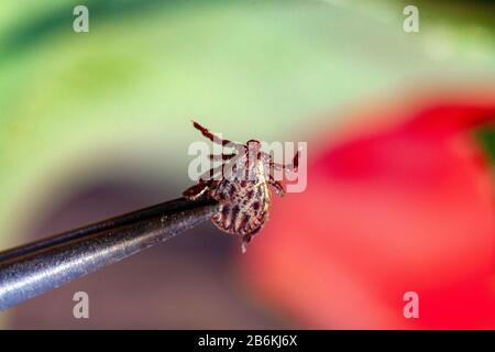 A true ixodid mite blood sucking parasite carrying the acarid disease sits on a On a green leaf of grass in the field on a hot summer day, hunting in anticipation of the victim Stock Photo