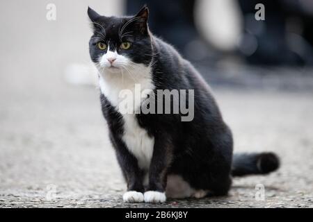 Larry the cat outside 11 Downing Street, London, as Chancellor Rishi Sunak heads to the House of Commons to deliver his Budget. Stock Photo