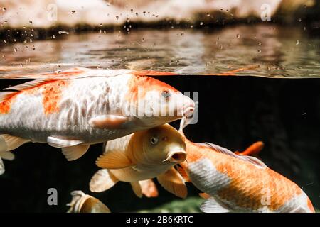 Beautiful Japanese Carps Fish swimming in aquarium Stock Photo