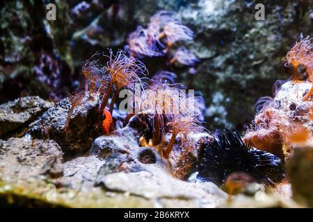 Golden cup coral in aquarium zoo Stock Photo