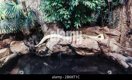 Python in Zoo terrarium Stock Photo