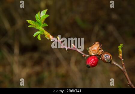 Sweet briar or Eglantine in early spring: withered rose hips of last summer and an unfolding fresh new leaf Stock Photo