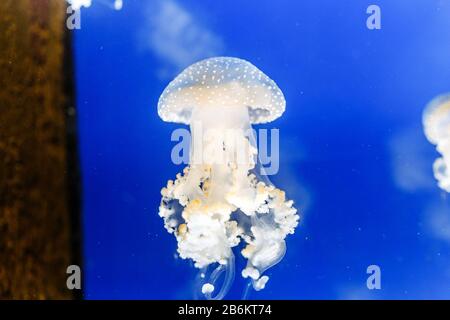 Blue jellyfish swim in the aquarium Stock Photo