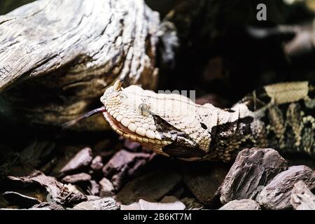 Bitis gabonica, Gaboon Viper in the Zoo Stock Photo