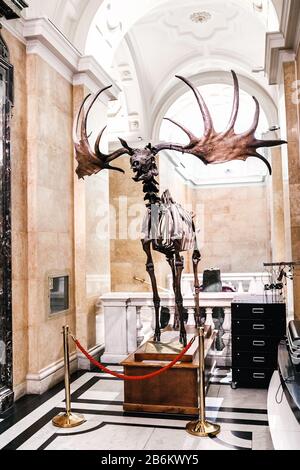 24 MARCH 2017, VIENNA, AUSTRIA: Fossil moose in the Vienna Museum of Natural History Stock Photo