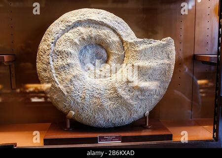 24 MARCH 2017, VIENNA, AUSTRIA: fossil big spiral shell limestone ammonit in the museum of natural history in Vienna Stock Photo