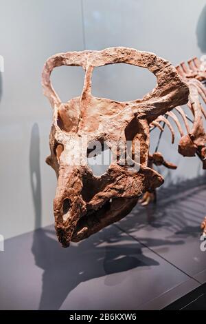 24 MARCH 2017, VIENNA, MUSEUM OF NATURAL HISTORY, AUSTRIA: Skeleton of protoceratops dinosaur Stock Photo