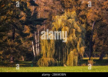 weeping willow in the park in fall season Stock Photo