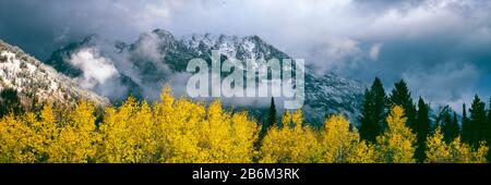 Aspen trees with mountain range in the background, Mount Saint John, Grand Teton National Park, Wyoming, USA Stock Photo