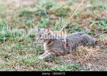 The cat on the leash walks on the grass at spring in park Stock Photo