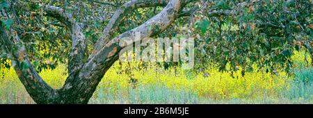 Sycamore tree in mustard field, San Clemente Canyon, San Diego County, California, USA Stock Photo