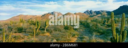 Cardon cactus (Pachycereus pringlei) forest on a hillside, Playa El Tecolote, La Paz, Baja California Sur, Mexico Stock Photo