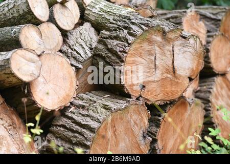 Looking at the ends of a pile of differing sized cut logs awaiting splitting before being used as fuel. Stock Photo