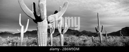 USA, Arizona, Organ Pipe National Monument Stock Photo