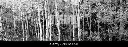 Aspen and Black Hawthorn trees in a forest, Grand Teton National Park, Wyoming, USA Stock Photo